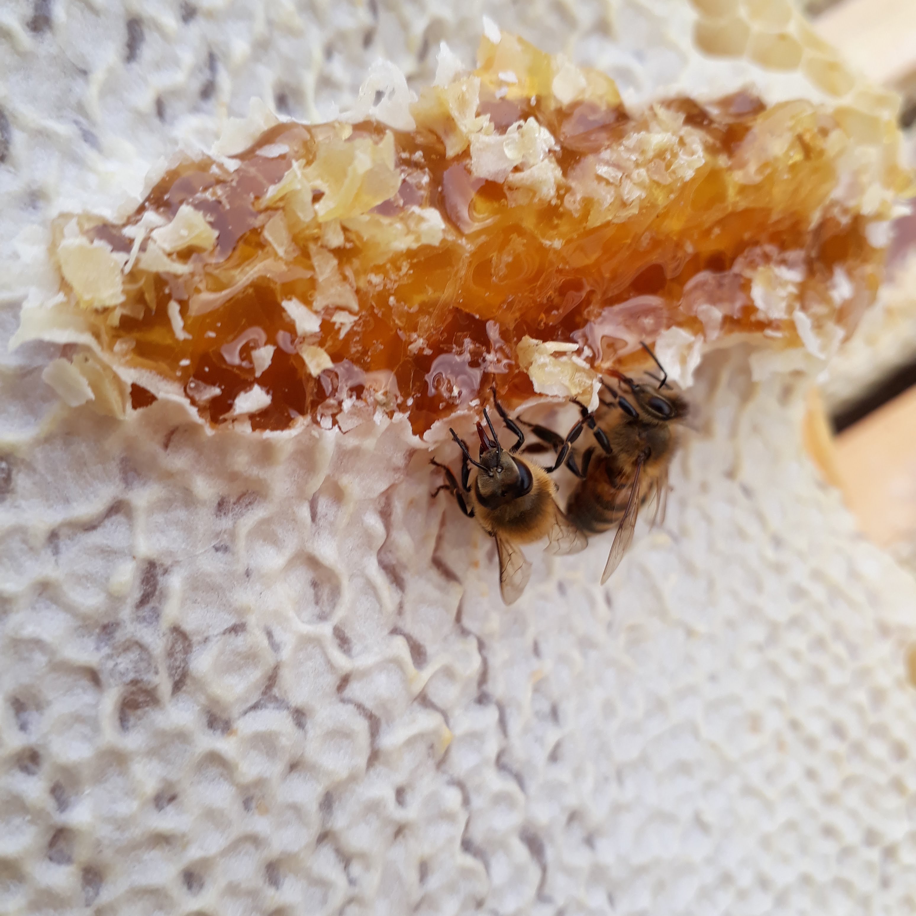 Bee Standing on Honey